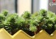 以松树果为主的多肉种植技巧（打造独特的多肉园林）