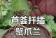 从刚扦插到茁壮成长（以刚扦插成活的蟹爪兰如何做好管理？）