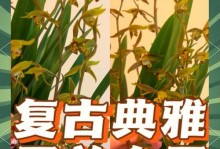 初次养墨兰的注意事项（探索墨兰养护的诀窍）