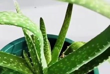 芦荟叶片的处理方法及用途探究（如何正确处理芦荟叶片，发挥其多种功效）