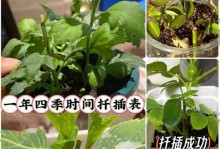 秋冬月季花的扦插技巧（让你的花园在寒冷的季节绽放绚丽的花朵）