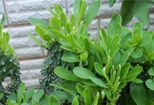 冬天如何养殖玉麒麟植物