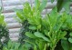 冬天如何养殖玉麒麟植物