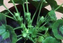 大岩桐花摘心打顶的时间与方法（打造树形美的关键，花木修剪技巧必备）
