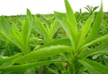 如何种植菊花种子（菊花种子的选择和基本知识）