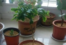 土壤白化问题的解决方法（养花土壤变白的原因及有效处理方式）