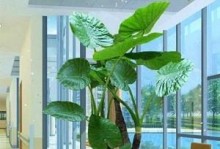 花卉爱好者必读！全面解析千手观音的养护技巧（掌握关键要点，让你的千手观音常青如新）