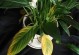白鹤芋叶片出现咖啡色斑点的处理方法（保护叶片免受病害影响，延长白鹤芋的生命力）
