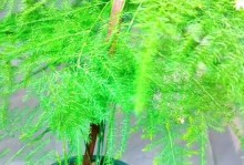 解决文竹开花不结籽问题的方法（让您的文竹开花结果的秘密）