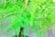 解决文竹开花不结籽问题的方法（让您的文竹开花结果的秘密）