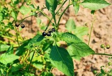 野葡萄的神奇功效与作用（探秘野葡萄的营养价值和药用价值）