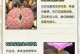 以一颗石生花的繁殖奇迹（探索石生花的繁殖技巧及关键要点）