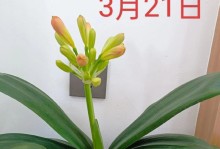 揭秘君子兰的花开之谜（探索君子兰开花的奥秘与美妙）