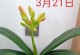 揭秘君子兰的花开之谜（探索君子兰开花的奥秘与美妙）