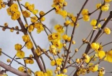 腊梅花期的长短及影响因素（揭秘腊梅花开花的奥秘）