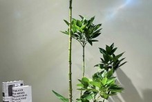 如何培育一棵叶子多的平安树（从种植到养护，打造丰盛的绿叶背景墙）