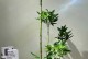 如何培育一棵叶子多的平安树（从种植到养护，打造丰盛的绿叶背景墙）