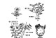 栀子花修剪技巧（精细修剪）
