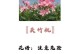 夹竹桃掉叶子原因及护理方法（夹竹桃掉叶子可能的原因及如何保护它们的健康）