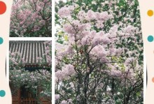 丁香修剪技巧大揭秘（让你的丁香更加茂盛美丽）