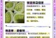 释迦果种子的最佳种植时间（掌握时间高产丰收）