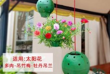 以吊盆种植多肉——打造独特的室内植物景观（通过吊盆种植多肉，打造独具魅力的室内植物装饰）