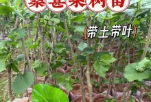 种植家庭桑葚，轻松享受美味健康（从选种、栽培到收获，一步步教你实现家庭桑葚种植）