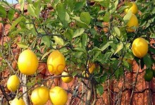橘子养殖的全面指南（从种植到收获，一手掌握橘子养殖技巧）