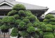 罗汉松移栽后枯叶如何处理（解决罗汉松移栽后枯叶的方法与技巧）