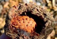 秋冬季幸福树为何频繁掉落枝叶？（分析幸福树枝叶脱落原因与解决方法）