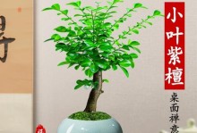 用心呵护，植物树桩也能焕发生机