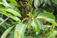 荔枝开花时间及栽培技巧（春天到来，荔枝花开满园）
