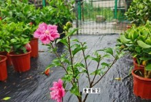 木槿花种植指南（从种子到盛开的完美绽放）
