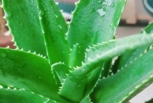芦荟叶子尖黄了怎么办？（教你有效处理芦荟叶子黄化问题）