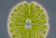水绵不是低等植物！（探究水绵的特殊生物学地位）