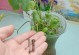 水培植物叶子发黄的原因与处理方法（水培植物叶子发黄的关键是营养不足，如何处理？）