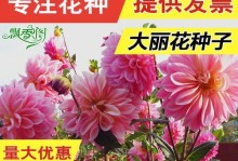 大丽花种子种植全攻略