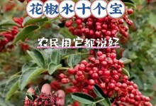 以花椒催芽后的种植技巧（从花椒催芽到健康生长，快速掌握种植窍门）