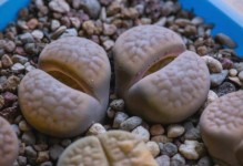 探究生石花是否有种子存在的谜团（解读生石花繁衍生息的奥秘及其在自然界中的重要性）