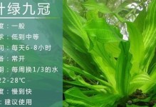 皇冠水草——耐寒之佳品（从生长习性到适应环境，解读皇冠水草的耐寒之道）