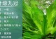 皇冠水草——耐寒之佳品（从生长习性到适应环境，解读皇冠水草的耐寒之道）