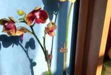 蝴蝶兰花蔫了怎么办（教你如何救活蝴蝶兰）