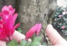 如何正确插植修剪下的蟹爪兰（一步步教你如何成功繁殖蟹爪兰）