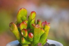 打造多肉植物新吸财养护技巧（以新吸财多肉怎么养为主题探索多肉植物的养护方法）