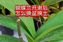 蝴蝶兰分苗技巧（掌握关键步骤，成功繁殖蝴蝶兰）