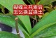 蝴蝶兰分苗技巧（掌握关键步骤，成功繁殖蝴蝶兰）