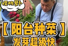 韭菜种植全攻略（从播种到发芽出苗，你需要知道的一切）