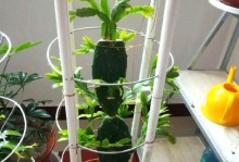 如何养护嫁接好的蟹爪兰（全面了解嫁接好的蟹爪兰的养护技巧）