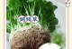 水培铜钱草修剪的技巧与方法（打造繁茂健康的铜钱草家居盆景，从修剪开始）