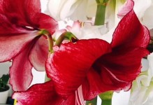红花开花管理技巧（如何正确管理红花，让其开花盛放？）